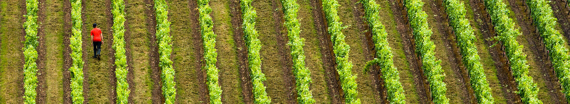 Aerial View of Vineyard